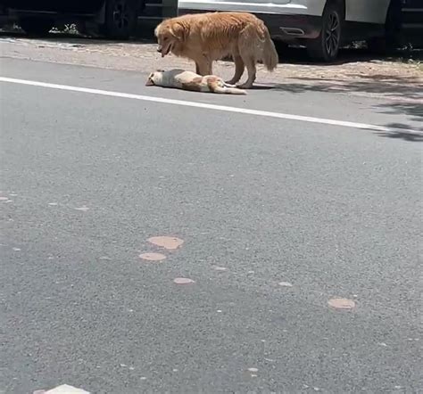 路邊狗狗死掉|夫妻驚見浪浪被車撞死橫躺路中央！他不忍「至少帶去。